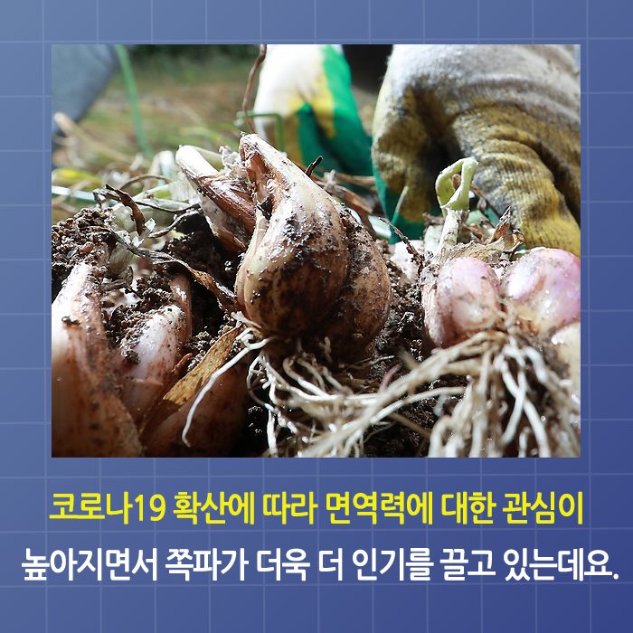 3.예천쪽파 종구 전국적으로 인기